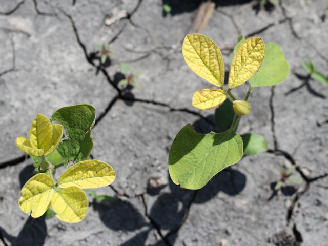 Yellow (chlorotic) soybeans are an early sign of iron deficiency chlorosis. In severe cases, plants will become stunted. (DTN photo by Pamela Smith)